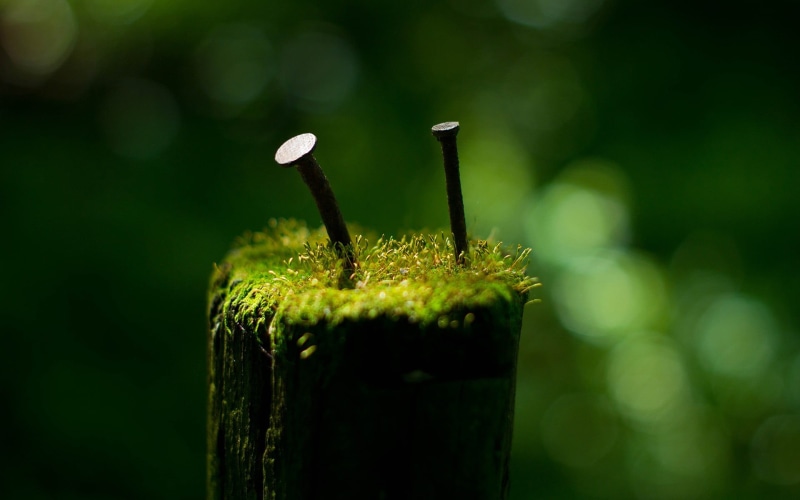 grass, blurred, Iron age, selective focus, depth of field, macro, refreshment, no People, green, wellbeing, focus on foreground, 1080P, growth, photo