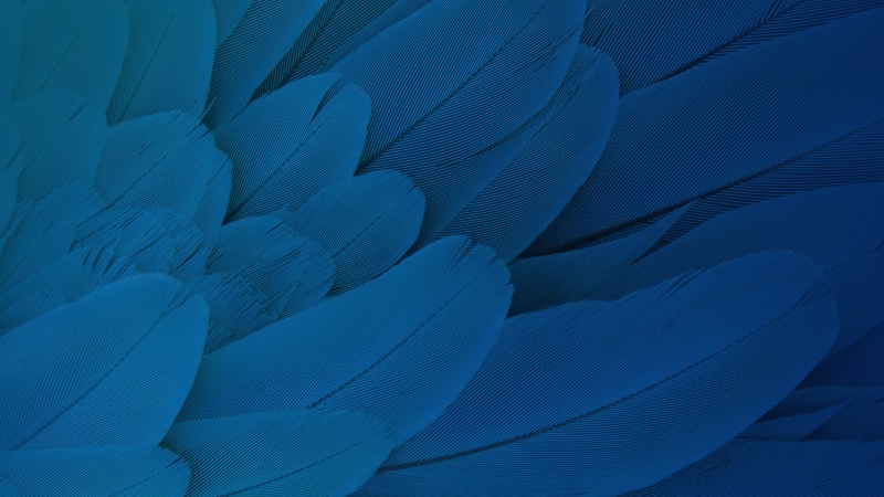 hd, x, Feathers, 2K, Stock, Moto, Play