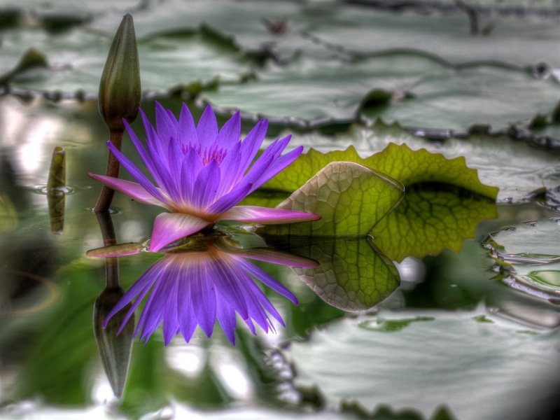floating On Water, plant, backgrounds, pollen, plant part, freshness, flower, outdoors, dissolved, asia, petal, purple, blossom, pink Color, flower Head