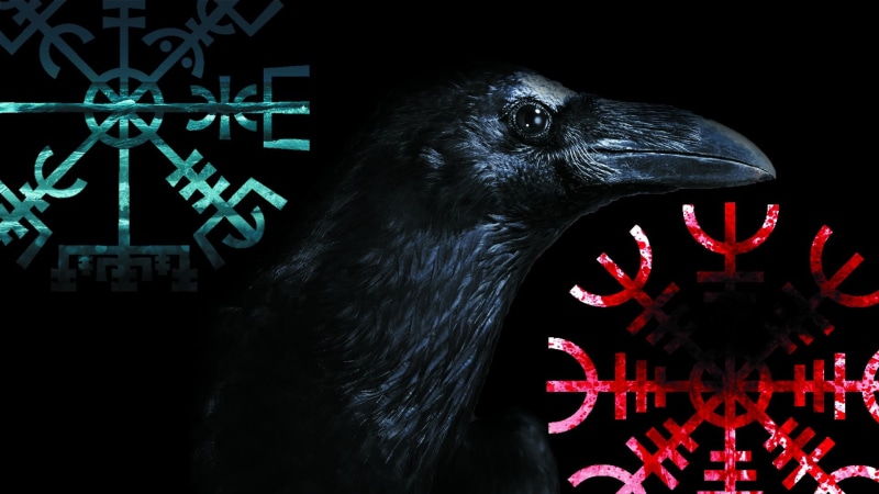 crow, animal head, animal themes, bird, one animal, indoors, black color, communication, animals in the wild, nature, contemplation, mammal, animal, close-up