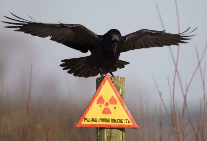 Chernobyl, sky, nature, plate, no People, sign, spread wings, eagle, symbol, animal themes, animal wildlife, danger, beak, bird, Raven, warning sign, communication
