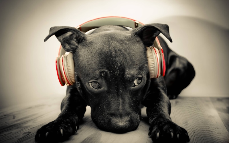 terrier, domestic, looking at camera, one animal, dog, puppy, no people, music, headphones, domestic animals, black, pit, bull, relaxation, portrait, flooring