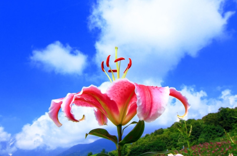 flower, day, plant, nature, beauty In Nature, outdoors, petal, flower Head, close-up, no people, clouds, decoration, stargazer, backgrounds, lily, fragility
