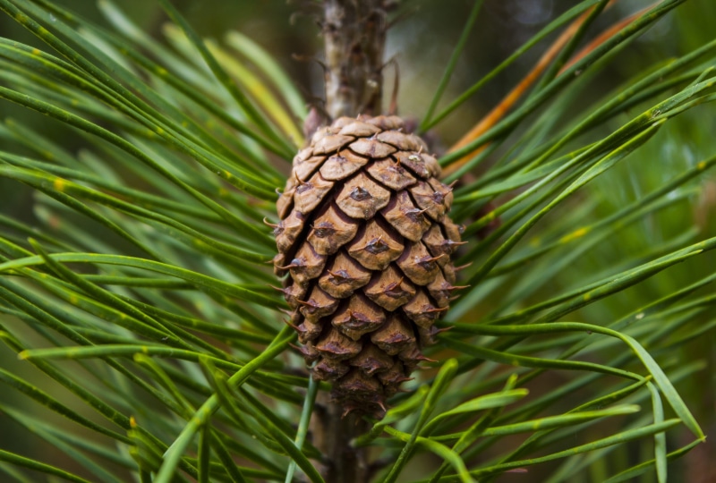 day, united kingdom, plant, plant part, evergreen tree, pine, needle - plant part, sirhowy, branch, cone, coniferous tree, pinaceae, close-up, no people