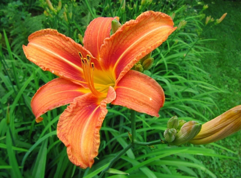 day, flowering plant, no people, flower head, freshness, day lily, orange, plant, orange color, 720P, lily, pollen, flowerbed, fragility, botany, petal