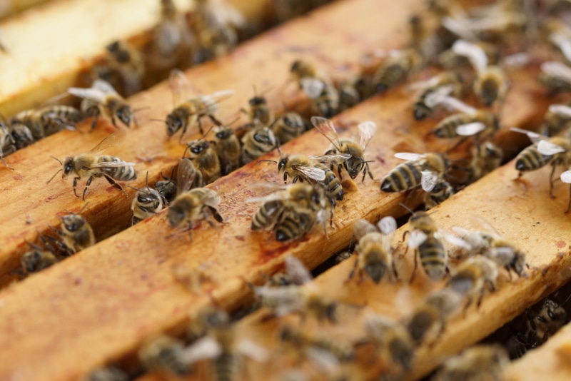 honey production, animal, farm, combs, food, seafood, animal themes, insect, bee hives, beehives, invertebrate, apiculture, beekeeping, bee, close-up, no people