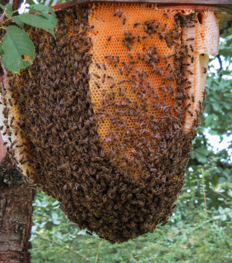 wild bees, animals in the wild, no people, beehive, 2K, honey bee, tree, honey, insect, outdoors, beauty in nature, animal, animal wildlife, animal themes