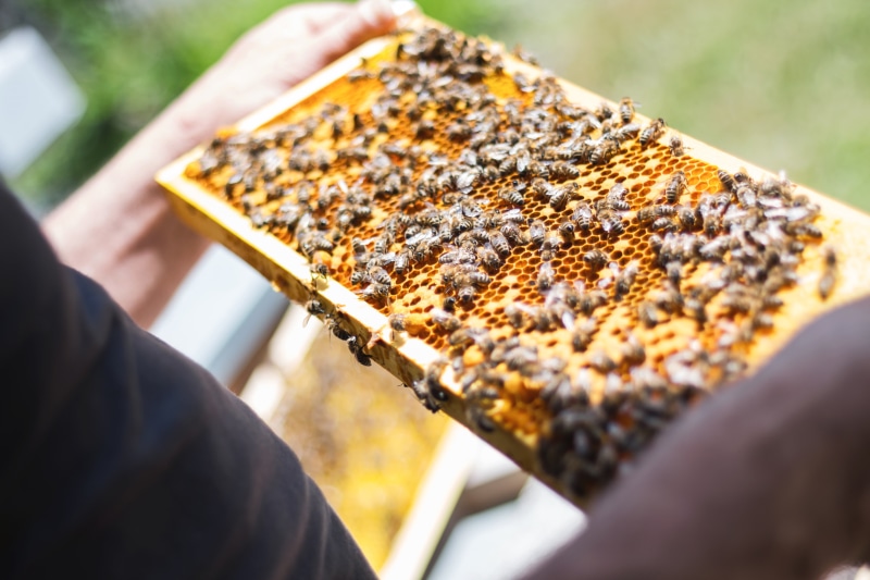 person, bees, outdoors, artificial, food and drink, bee hives, beekeeping, hive, combs, human body part, honeycomb, one person, 5K, business, adult, occupation