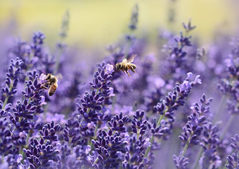 lavender fragrance, growth, petal, flower, no people, lavandula, flying insects, close-up, nectar, animal wildlife, invertebrate, animal, nature, pollination