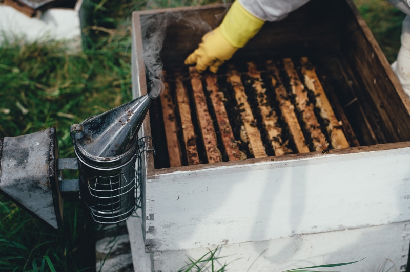 nature, wood - material, protective workwear, holding, focus on foreground, real people, metal, beekeeper, front or back yard, food and drink, outdoors