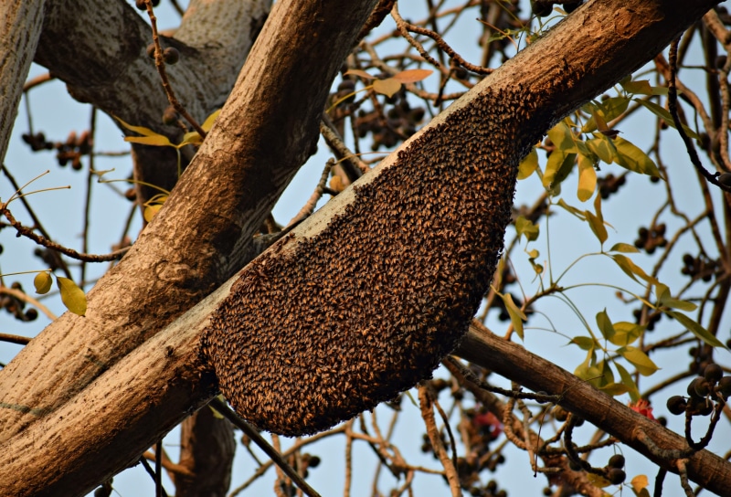 insect, colony, fly, honey, wax, beekeeping, busy, branch, 5K, low angle view, growth, yellow, brown, wild, herbivorous, nature, plant, propolis, pollen