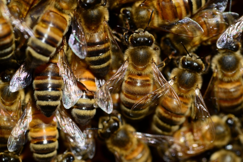 day, stripes, buckfast, bees, 5K, hive, swarm, macro, insect, large group of animals, bee, animal wildlife, animal, full frame, animals in the wild, animal themes