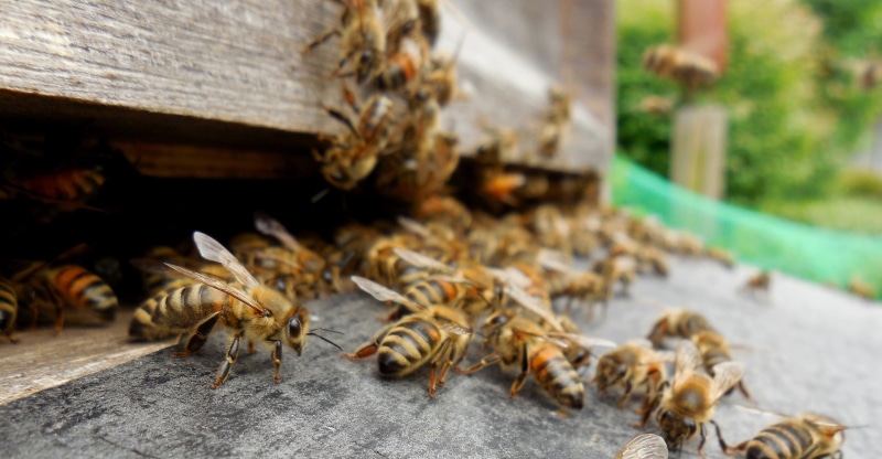 close-up, invertebrate, macro, large group of animals, approach, bee keeping, beekeeper, 4K, hobby, honey Bee, animals in the wild, day, prey, apiculture