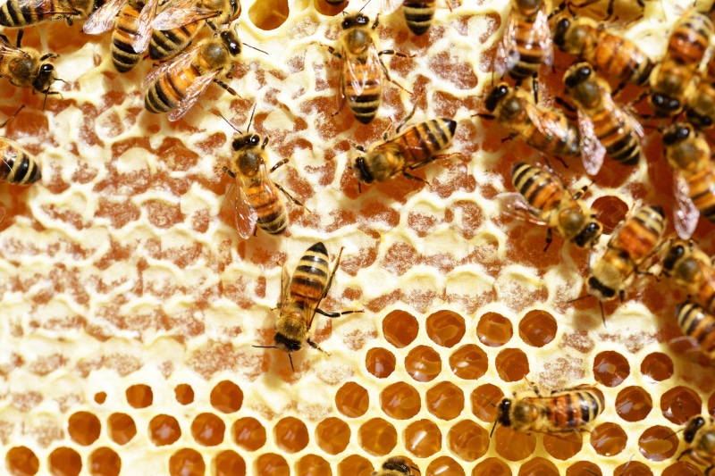 nectar, animals in the wild, honeycomb, large group of animals, beauty in nature, group of animals, apiculture, animal themes, bee, working, animal, invertebrate