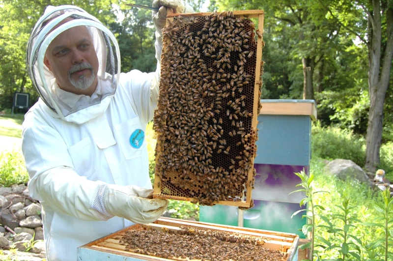 real people, occupation, honey bee, plant, mature men, nature, 2K, protection, man, hive, holding, animals in the wild, beauty in nature, honeybee, animal wildlife
