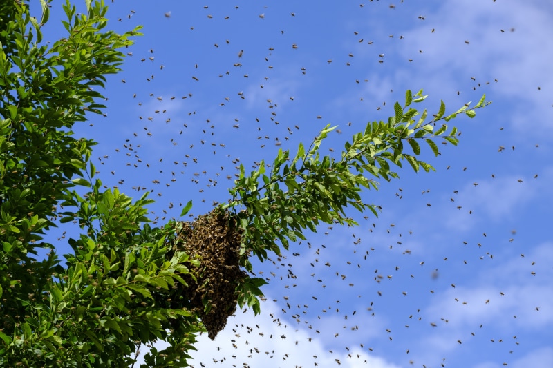 no people, nature, sky, plant, vertebrate, low angle view, animal wildlife, group of animals, insect, wild bees, animals in the wild, animal themes, bees