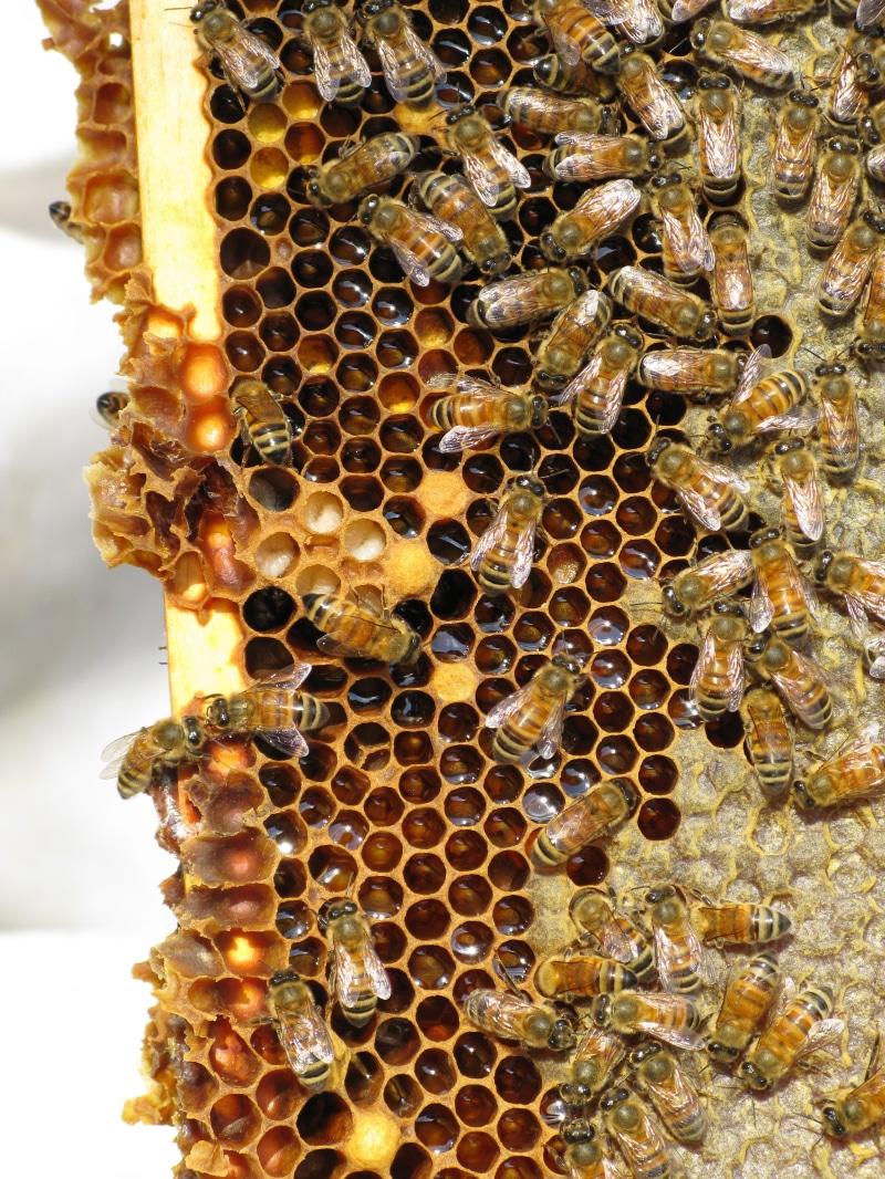 insect, bees, invertebrate, bee, animal themes, nature, close-up, social insect, animal, hive, beehive, honeycomb, animals in the wild, group of animals