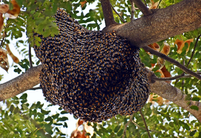 close-up, branch, agriculture, plant, fly, one animal, honeycomb, animal, honeybees, animals in the wild, swarm, comb, wild, beehive, bee, hive, tree, invertebrate