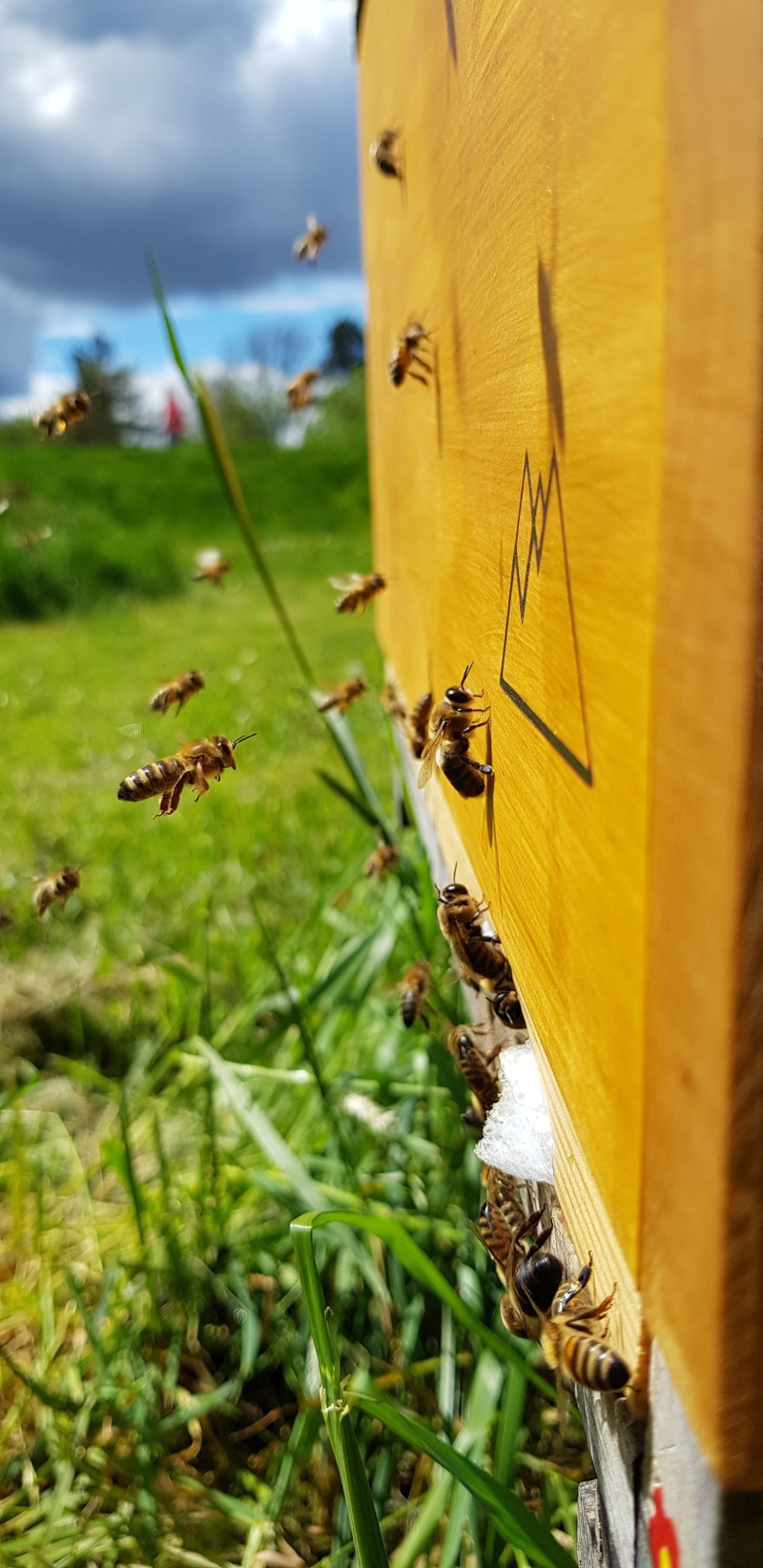 insect, invertebrate, bee keeping, flying, nature, animal themes, flower, cloud - sky, leaf, beauty in nature, close-up, plant part, plant, animals in the wild