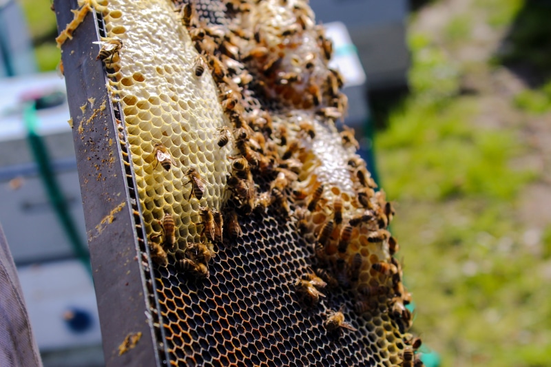 large group of animals, house, insect, outdoors, invertebrate, animals in the wild, beauty in nature, no people, animal, 5K, panal, fishing industry, day
