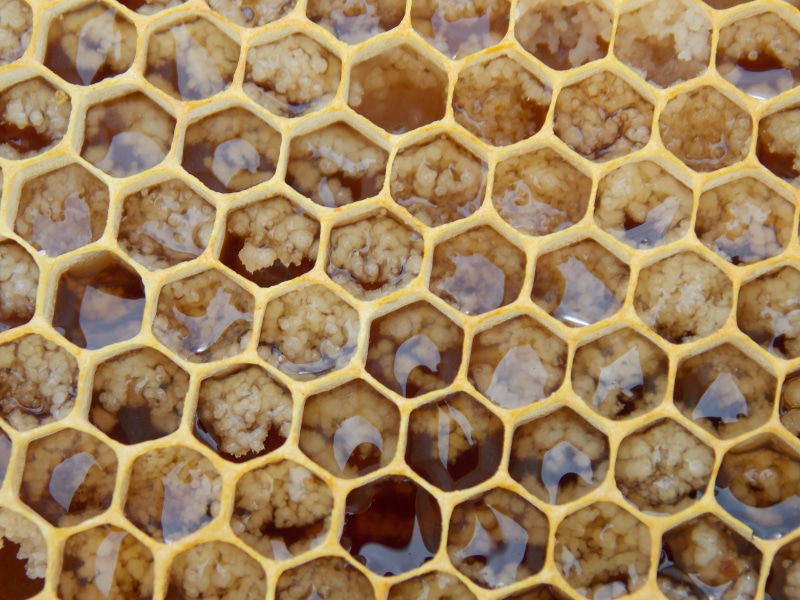natural pattern, insect, day, group of animals, honey bees, honey bee, design, honey, honeycomb, comb, bees, background, backgrounds, pattern, animal wildlife
