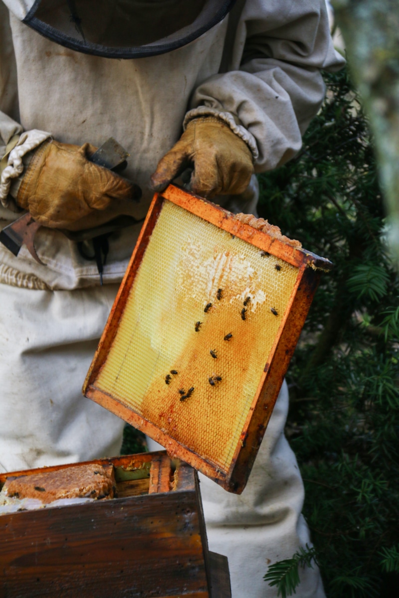 protective workwear, colony, people, honeycomb, hand, animal wildlife, Hive, beekeeping, day, honey Bee, outdoors, human body part, close-up, human limb
