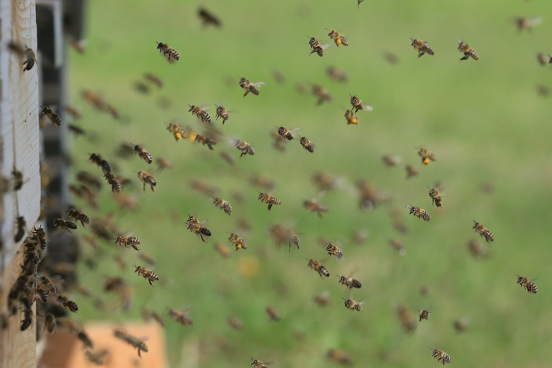 animals in the wild, cactus, focus on foreground, 2K, beauty in nature, day, bees, photo, close-up, invertebrate, animal, close, fly, flight insect, macro