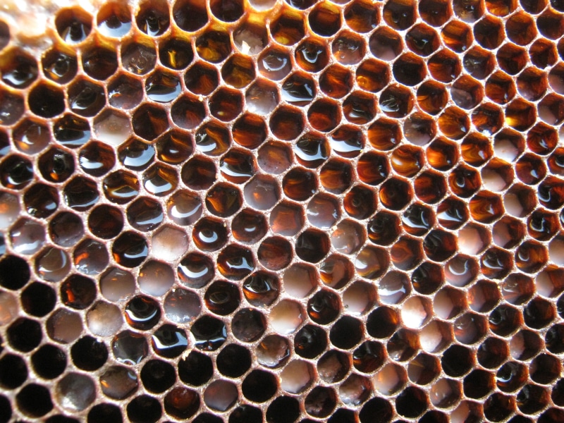 full frame, animal, beehive, shape, animals in the wild, design, photography, nature, abundance, hexagon, alveoli, bee, close-up, pattern, 2K, natural pattern