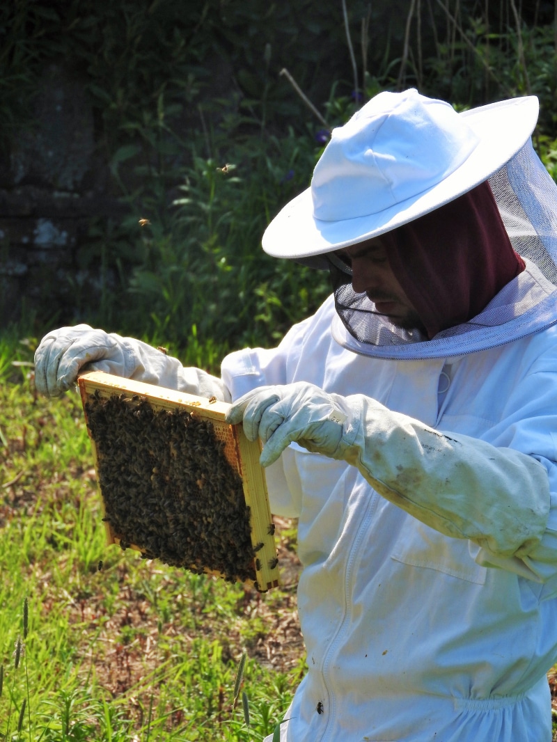 agriculture, holding, gloves, insect, real people, outdoors, people, bee, comb, smoker, women, honey, honeycomb, propolis, natural, clothing, colony, 4K