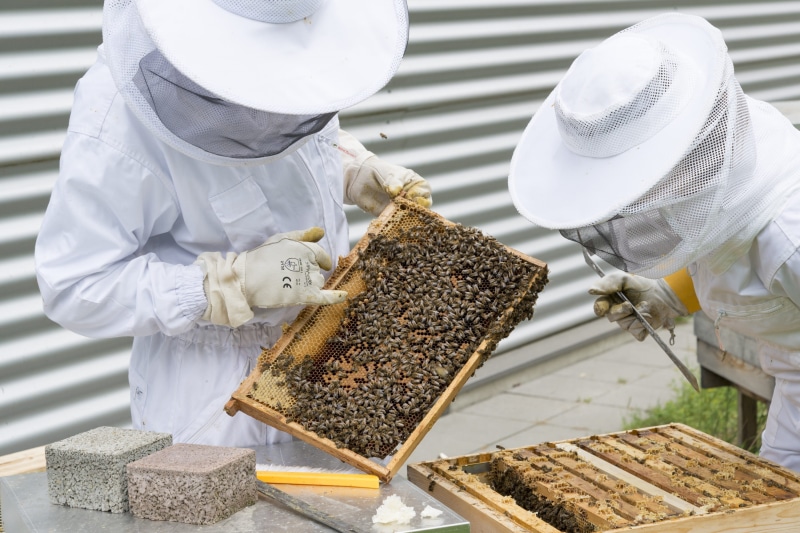 bees, protective workwear, occupation, honey, honeycomb, holding, protection, men, protective glove, apiculture, two, hive, food and drink, bee keeping