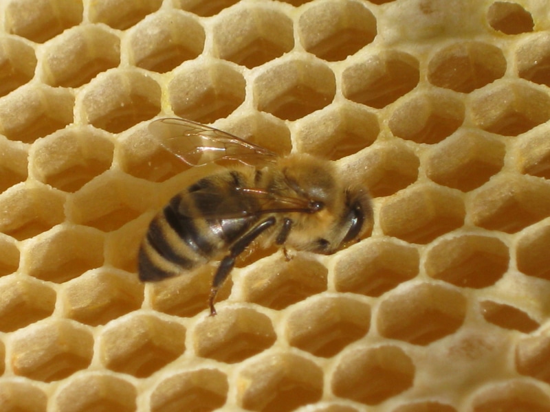 animals in the wild, close-up, no people, beeswax, honey bee, pattern, apiculture, nature, insect, animal wildlife, animal, day, high angle view, hive
