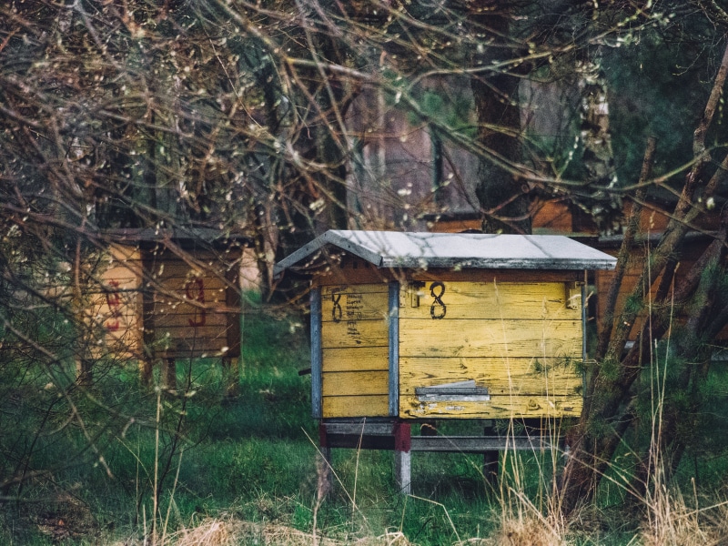 shelter, no people, farm, trunk, beekeeping, apiculture, empty, animal themes, bee, wood - Material, grass, plant, woods, environment, animal wildlife