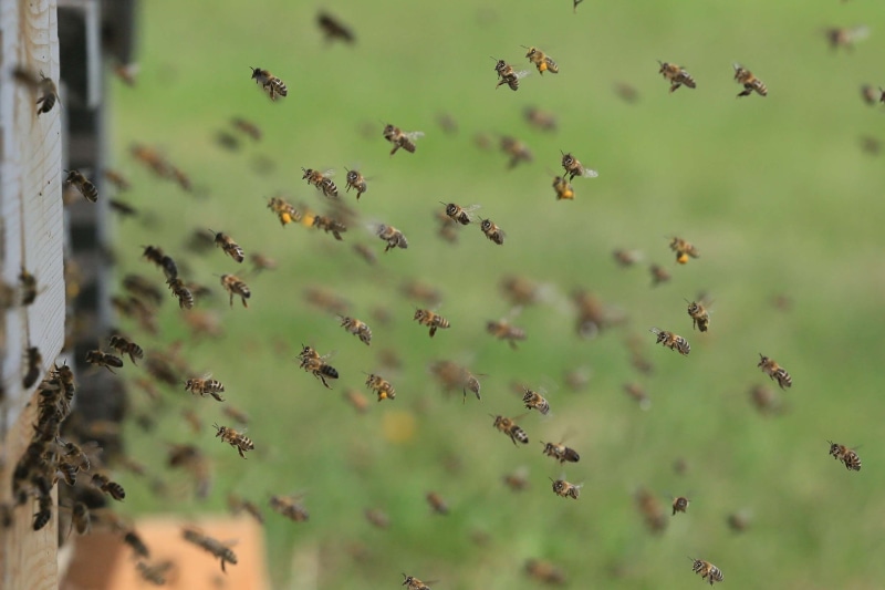 plant, beauty in nature, flock of birds, macro, large group of animals, vertebrate, flying, bees, outdoors, animal wildlife, animal, beehive, summer, focus on foreground