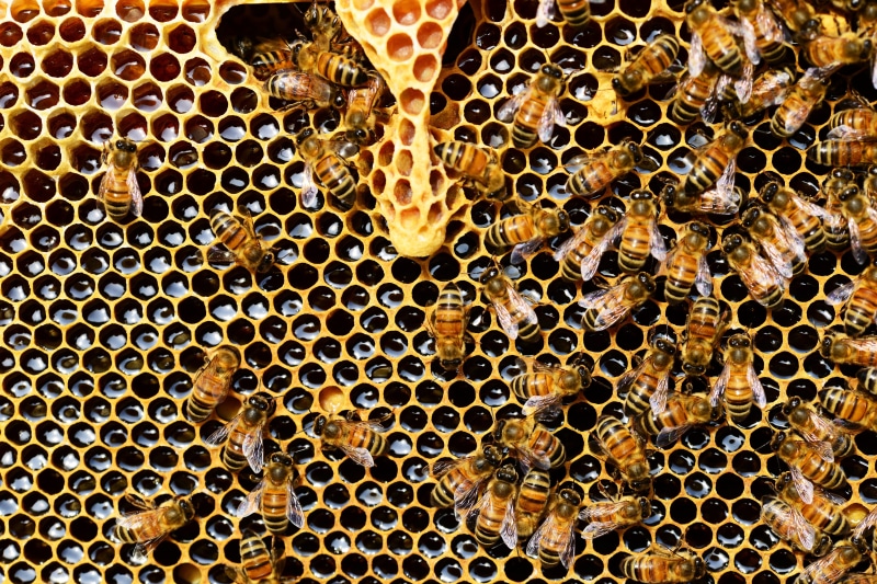 animal themes, close-up, bee, beeswax, detail, bees, hexagon, swarm, beehive, honey bee, macro, nature, 5K, full frame, apiculture, invertebrate, new queen rearing compartment