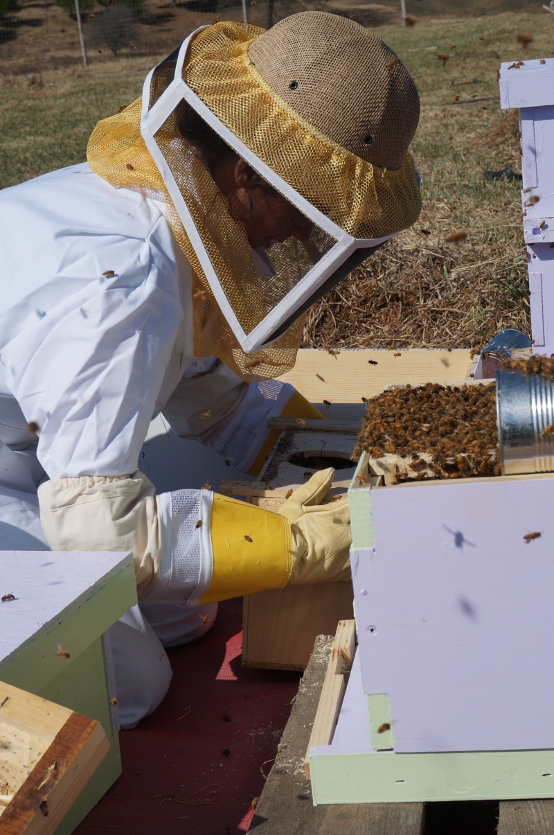 day, protective workwear, pollen, protective, bee, hat, box, farm, hand, land, apiculture, food, organic, one person, honeybee, comb, field, farming, suit