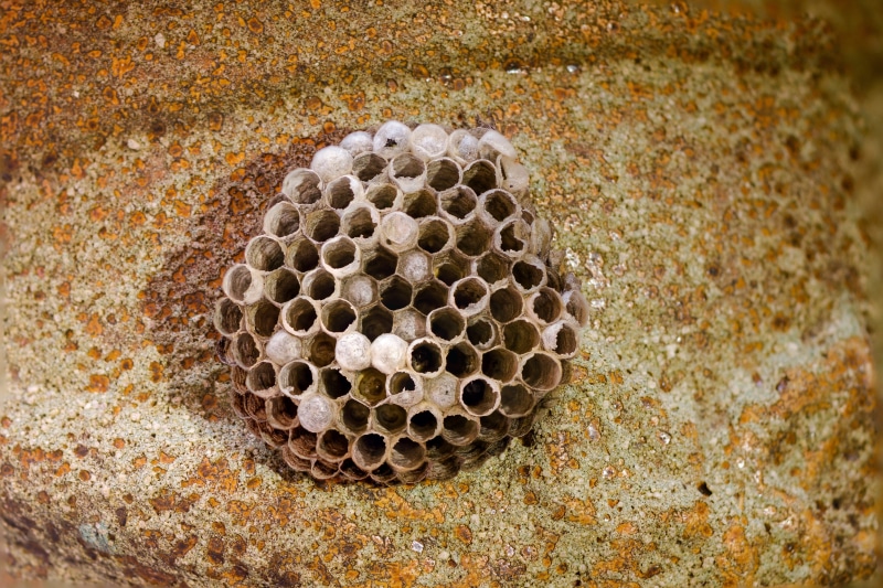 animals in the wild, apiculture, hexagon, no people, natural pattern, bee, animal, wasp-combs, 4K, invertebrate, the hive, animal themes, beehive, close-up