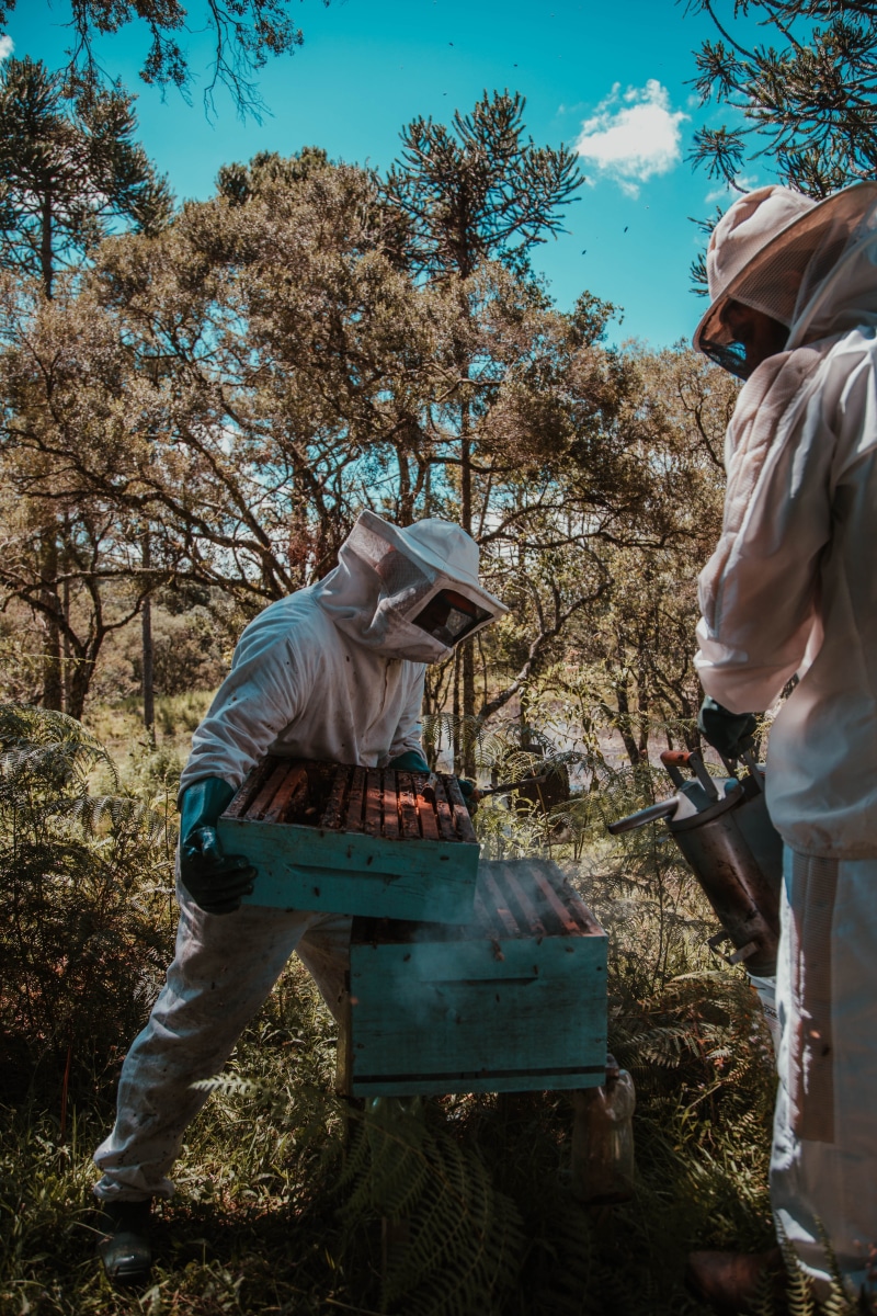 lifestyles, three quarter length, scenic, women, casual clothing, bee, land, bee hive, people, adult, farm, two people, uniform, outdoors, beekeeping, farming