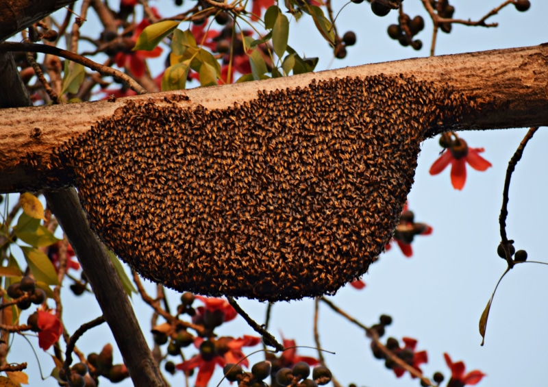 freshness, tree, healthy eating, food and drink, growth, honeycomb, no people, hanging, nature, colony, plant part, honey, outdoors, beekeeping, beehive