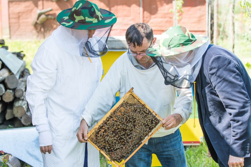 standing, agriculture, holding, queens, men, container, outdoors, males, occupation, cooperation, senior adult, examining, business, beekeeping, adult