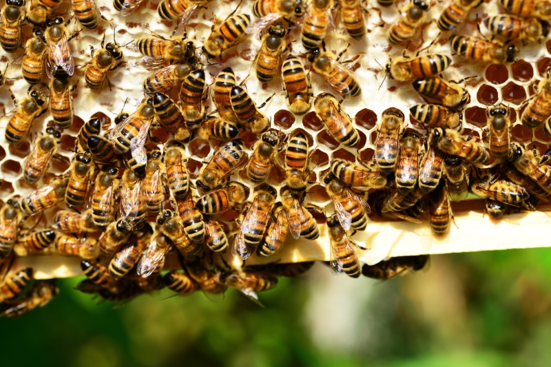 honey bees, yellow, no people, capping honey, insects, honey, macro, colony, animal, animals in the wild, honey bee, stripes, invertebrate, day, abundance