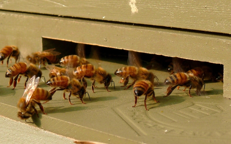 busy, group, architecture, sunlight, bees, livestock, animal wildlife, workers, honey, bird, domestic animals, box, animal themes, nature, animals in the wild