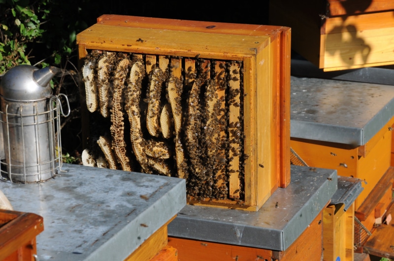 animal themes, bee booty, beeswax, honeycomb, day, nature, pollination, food, honey Bee, insect, agriculture, bee hives, animals in the wild, apiculture
