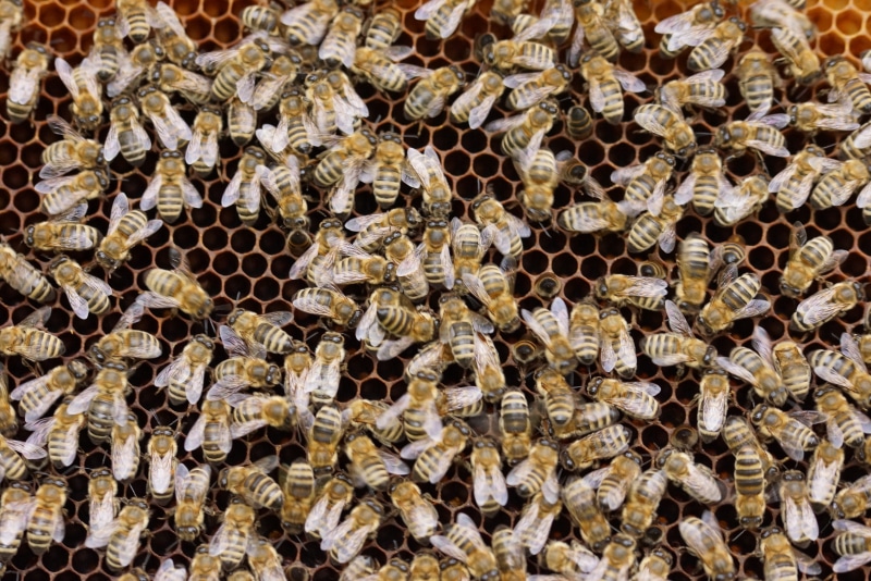 invertebrate, large group of animals, full frame, animals in the wild, bees, beekeeper, work, abundance, bee keeping, close-up, day, backgrounds, honey combs