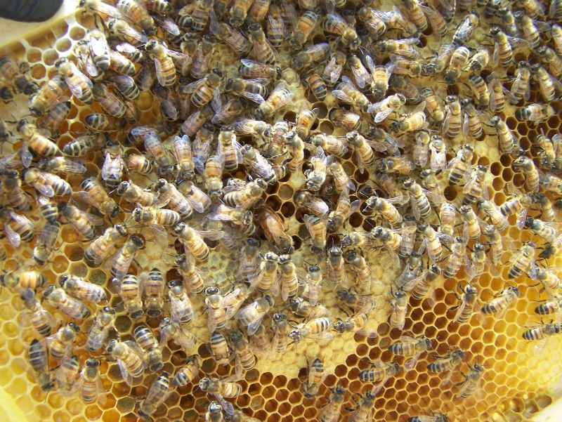worker, queen, beehive, 2K, natural pattern, large group of animals, honeycomb, beauty in nature, animal themes, hive, honey bee, bee, animal, group of animals