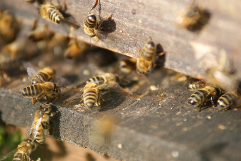 zoology, day, bee, selective focus, large group of animals, honey bee, animal, Beekeeper, beehive, 4K, close-up, group of animals, no people, animal wildlife