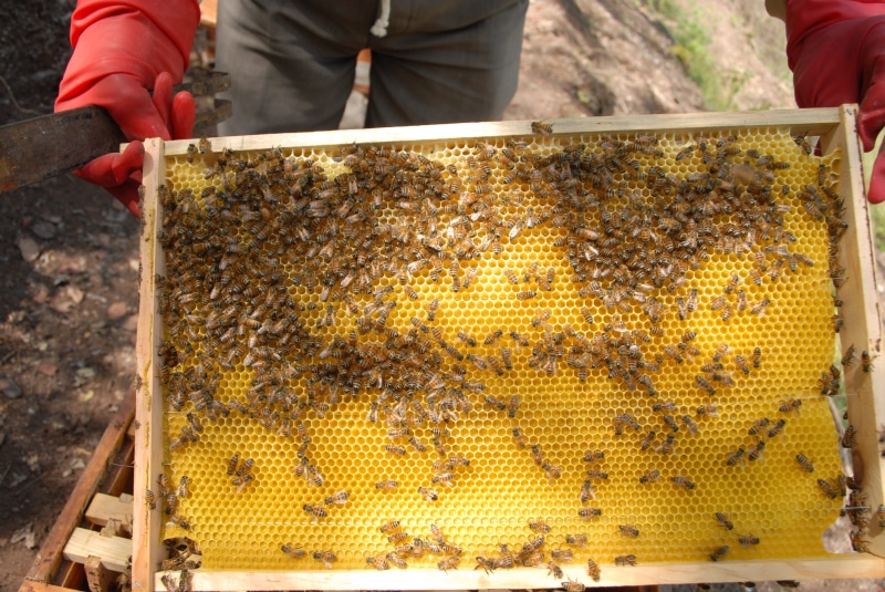 large group of animals, hive, nature, day, focus on foreground, beehive, invertebrate, apiculture, food, group of animals, honey, beekeeping, men, outdoors