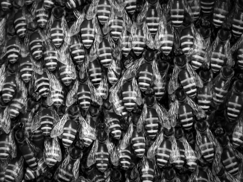 close-up, backgrounds, full frame, bee, bees, stack, day, creativity, زنبور, in a row, کندو, arrangement, art and craft, عسل, wild life, large group of objects