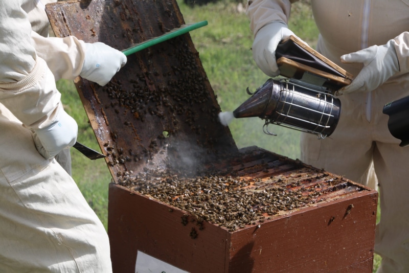 beauty in nature, outdoors, beekeeping, beehive, bees, holding, large group of animals, occupation, men, bee, animals in the wild, protective workwear