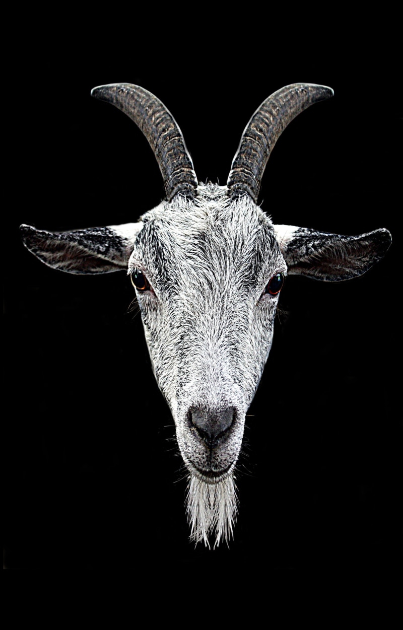 black, nature, taxidermy, animal head, domestic, animal, animal themes, studio shot, devil, animal body part, dark, horned, ram, horn, looking at camera