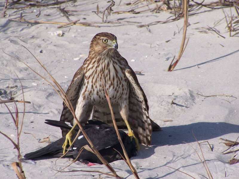 brown, wolf, hawk - bird, falcon - bird, bird, full length, bird of prey, taxidermy, no people, nature, outdoors, vertebrate, focus on foreground, 1080P